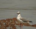 Grey-headed Gull Royalty Free Stock Photo