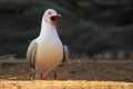 Grey-headed gull Royalty Free Stock Photo