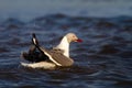 Grey-headed gull bathing. Royalty Free Stock Photo