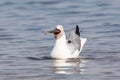 Grey headed gull with big fish in mouth Royalty Free Stock Photo
