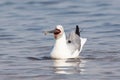 Grey headed gull with big fish in mouth