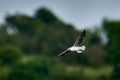 Grey-headed gull, Chroicocephalus cirrocephalus, bird fly, green vegetation background. Gull flight in the nature habitat, Royalty Free Stock Photo