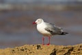 Grey headed Gull Royalty Free Stock Photo