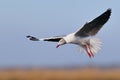 Grey-headed Gull hovering Royalty Free Stock Photo