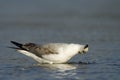 Grey-headed gull Royalty Free Stock Photo