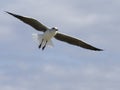 Grey-headed gull, Larus cirrocephalus Royalty Free Stock Photo