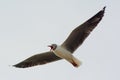 Grey-Headed Gull screaming Royalty Free Stock Photo