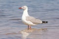 Grey headed gull standing in river