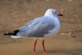 Grey-headed gull Royalty Free Stock Photo