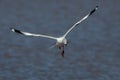 Grey-headed gull (Chroicocephalus cirrocephalus) Royalty Free Stock Photo