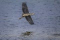 Grey Headed Heron Flying Royalty Free Stock Photo
