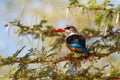 Grey-headed Kingfisher Royalty Free Stock Photo