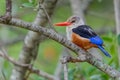 Grey-headed Kingfisher Freshly Preened Royalty Free Stock Photo