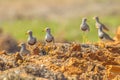 Grey-headed Lapwing Royalty Free Stock Photo