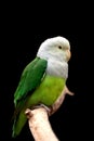 Grey Headed Lovebird Royalty Free Stock Photo