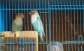 Grey-headed Lovebird Royalty Free Stock Photo