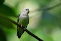 Grey-headed Lovebird - Agapornis canus Royalty Free Stock Photo