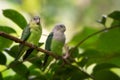 Grey-headed Lovebird - Agapornis canus Royalty Free Stock Photo