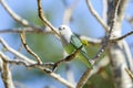 Grey-headed lovebird, ifaty