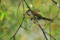 Grey-headed parrotbill