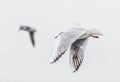 Grey-Headed seagull flying over the cloudy sky Royalty Free Stock Photo