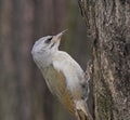 Grey-headed Woodpecker