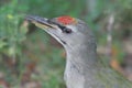 Grey-headed Woodpecker