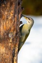 Grey-headed woodpecker attached to the tree with claws in winter