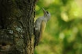 Grey-headed Woodpecker female (Picus canus) Royalty Free Stock Photo