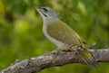 Grey-headed woodpecker (Picus canus) Royalty Free Stock Photo