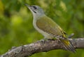 Grey-headed woodpecker (Picus canus)