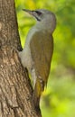 Grey-headed woodpecker (Picus canus) Royalty Free Stock Photo