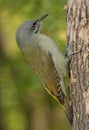 Grey-headed woodpecker (Picus canus) Royalty Free Stock Photo