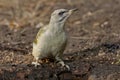 Grey-headed woodpecker (Picus canus) Royalty Free Stock Photo