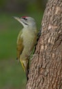 Grey-headed woodpecker (Picus canus)