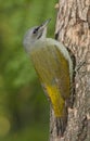 Grey-headed woodpecker (Picus canus) Royalty Free Stock Photo