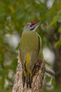Grey-headed woodpecker (Picus canus) Royalty Free Stock Photo
