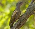 Grey-headed woodpecker (Picus canus) Royalty Free Stock Photo