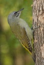 Grey-headed woodpecker (Picus canus) Royalty Free Stock Photo