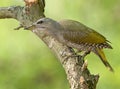 Grey-headed woodpecker (Picus canus)