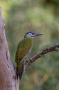 Grey-Headed Woodpecker Picus canus bird in Sattal Royalty Free Stock Photo