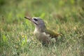 The grey-headed woodpecker Picus canus female sitting in the grass. Big green European woodpecker on the ground in the grass Royalty Free Stock Photo