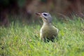 The grey-headed woodpecker Picus canus female sitting in the grass. Big green European woodpecker on the ground in the grass Royalty Free Stock Photo