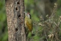 Grey Headed Woodpecker, Picus canus, male, Sattal Royalty Free Stock Photo