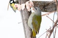 Grey-headed Woodpecker Picus canus and Parus major Royalty Free Stock Photo