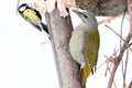 Grey-headed Woodpecker Picus canus and Parus major Royalty Free Stock Photo