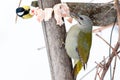 Grey-headed Woodpecker Picus canus and Parus major Royalty Free Stock Photo