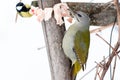 Grey-headed Woodpecker Picus canus and Parus major Royalty Free Stock Photo