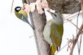 Grey-headed Woodpecker Picus canus and Parus major Royalty Free Stock Photo