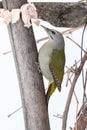 Grey-headed Woodpecker Picus canus Royalty Free Stock Photo